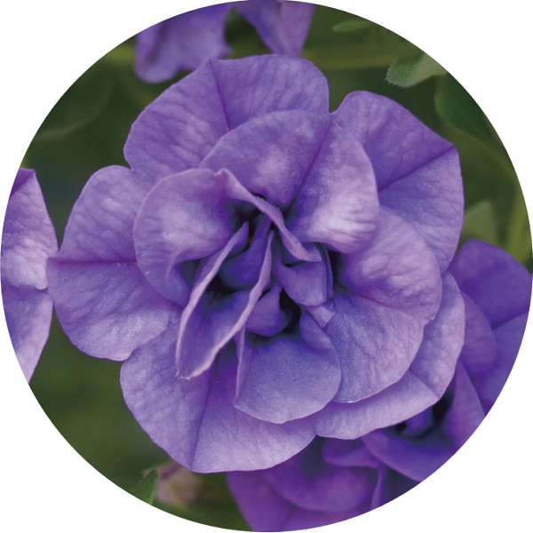 【母の日専用】スーパーベル ダブルブルーのサムネイル画像1