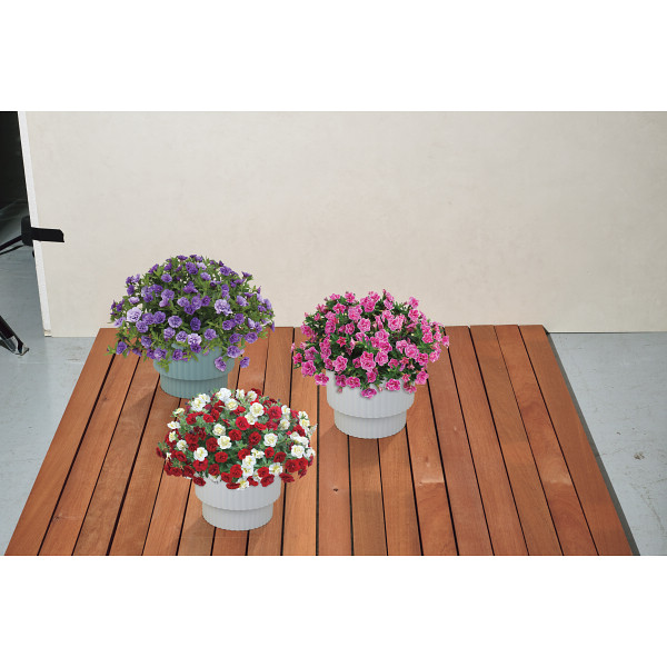 【母の日専用】スーパーベル ダブルブルーのサムネイル画像3