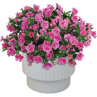 【母の日専用】スーパーベル