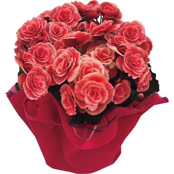 八重咲ベゴニア鉢植え　母里明日（ボリアス）