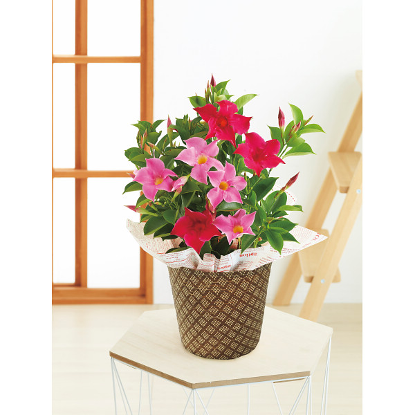 【母の日専用】マンデビラ鉢植え　リップギャル２色植えのサムネイル画像1