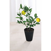【父の日専用】レモン鉢植え