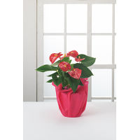 【父の日専用】アンスリウム鉢植え