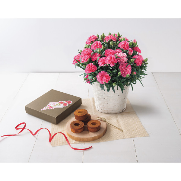 ホシファーム カーネーション鉢植え「ホットハート」5号&焦がしキャラメルがしみ込んだバーム