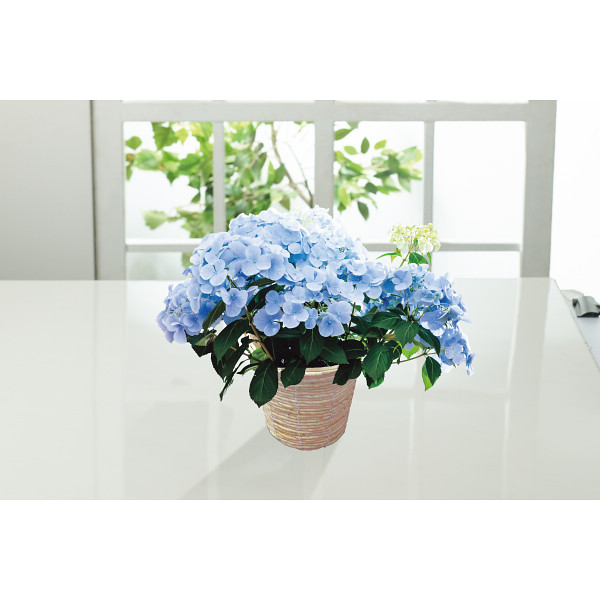 【母の日専用】アジサイ　ラグランジア　クリスタルヴェール２のサムネイル画像1