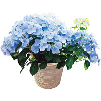 【母の日専用】アジサイ　ラグランジア　クリスタルヴェール２