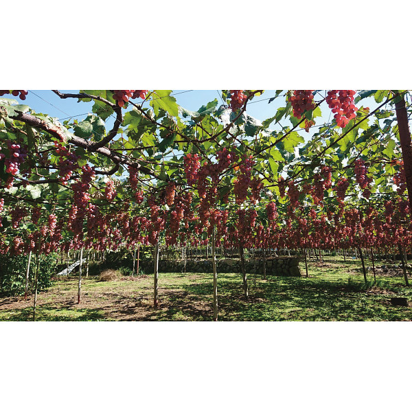 【父の日専用】山梨クラフトＭｙワインオーナー＋名入れワイングラス付き２名様　プラのサムネイル画像4