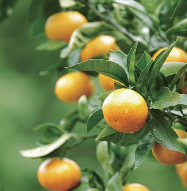 愛媛県産　果汁１００％宇和島みかん・柑橘類ジュースのサムネイル画像1