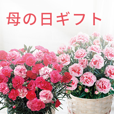 母の日ギフト