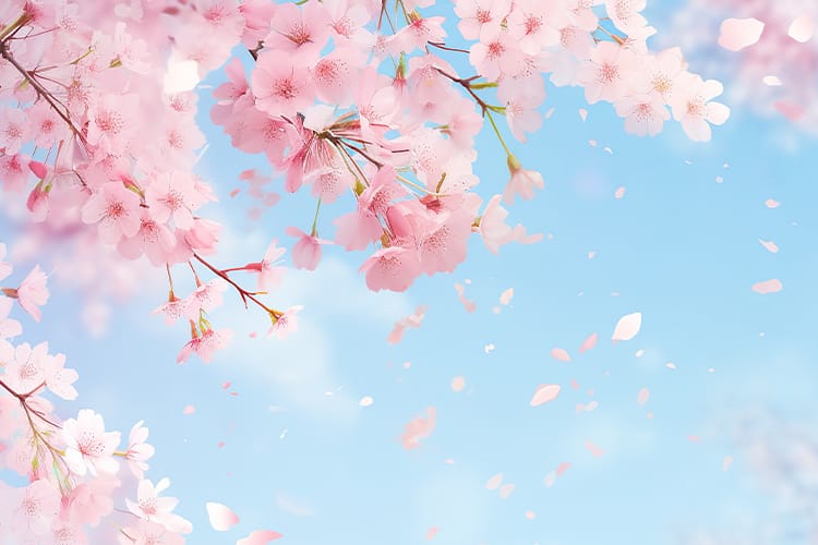 入学・入園内祝い